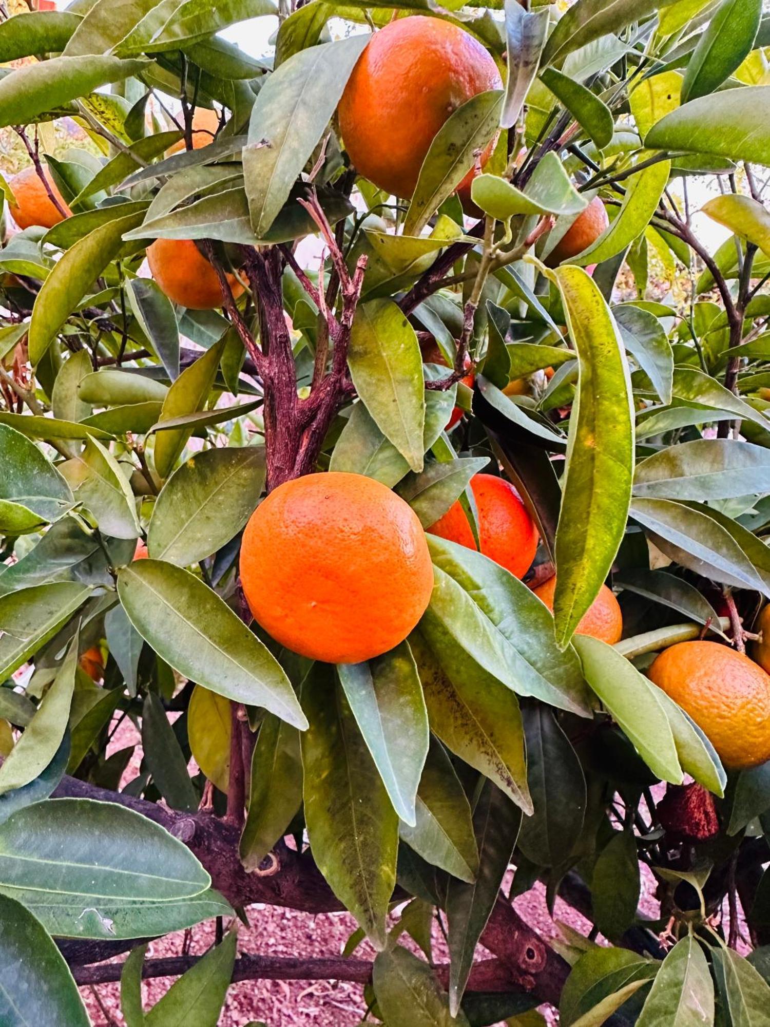 Gelidonya Pansiyon Kumluca Extérieur photo