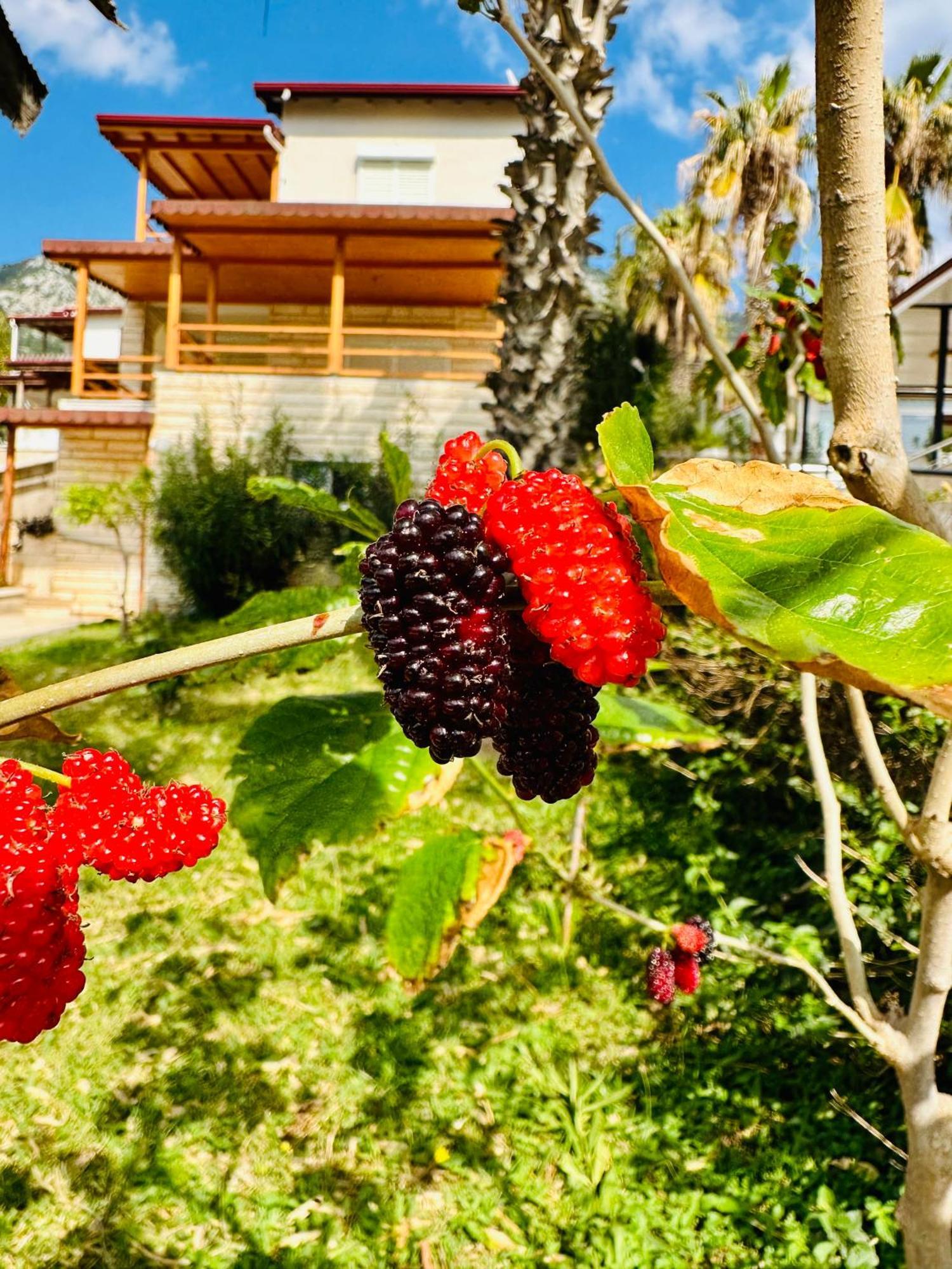 Gelidonya Pansiyon Kumluca Extérieur photo